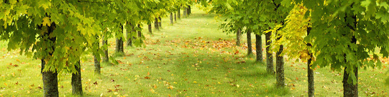 Best Quality Tree Service