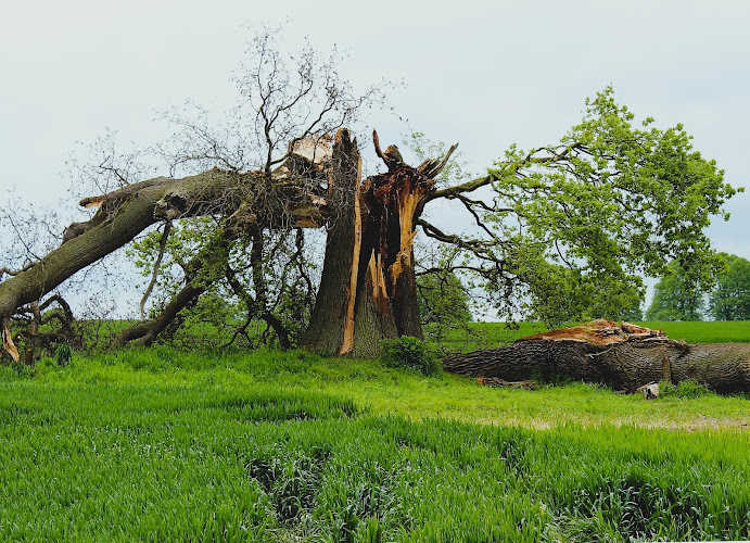 Oakland Tree Service