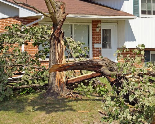 Tree Service Alameda