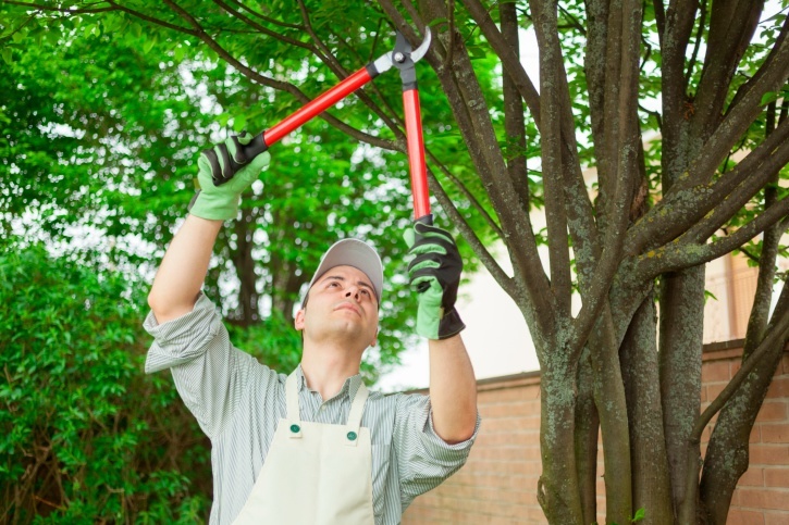 Sundance Tree Experts