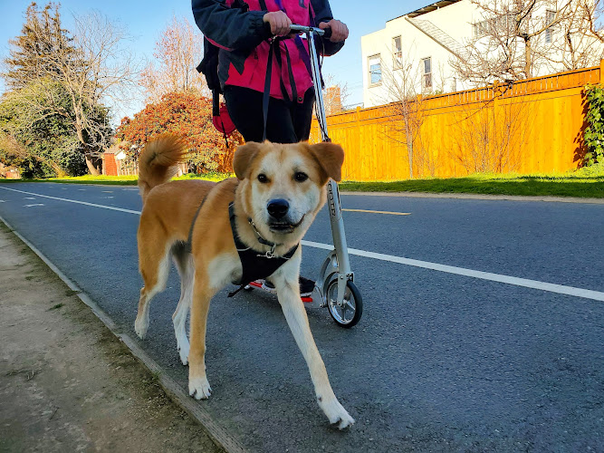 Travelers Pet Care