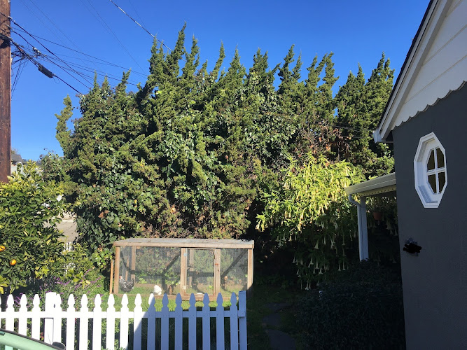 Vega’s Tree Services