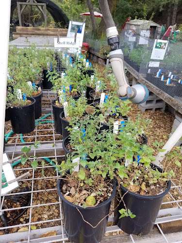 Native Here Nursery